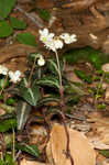 Pipsissewa <BR>Spotted wintergreen